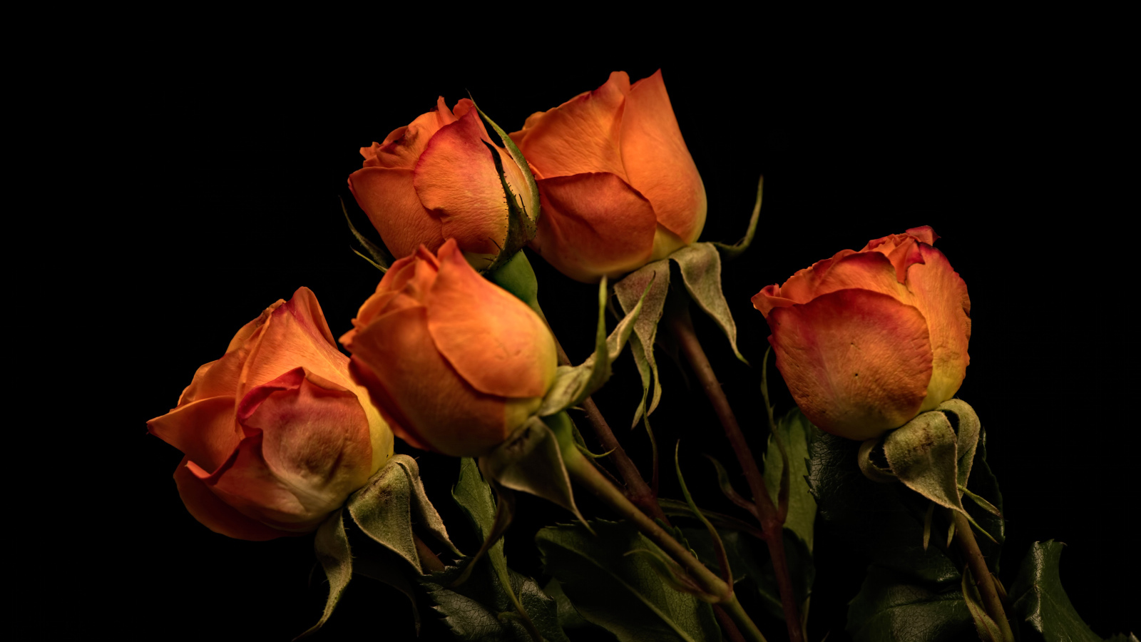 Пять оранжевых роз на черном фоне