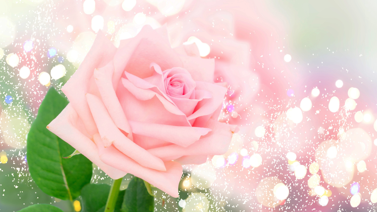 Ароматная розовая роза на ярком фоне с бликами