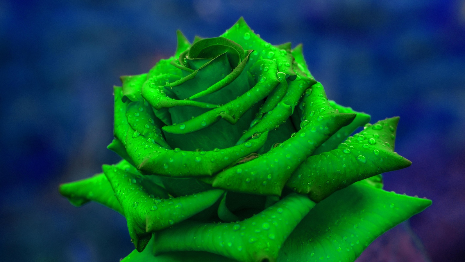 Зеленая роза  в каплях росы крупным планом