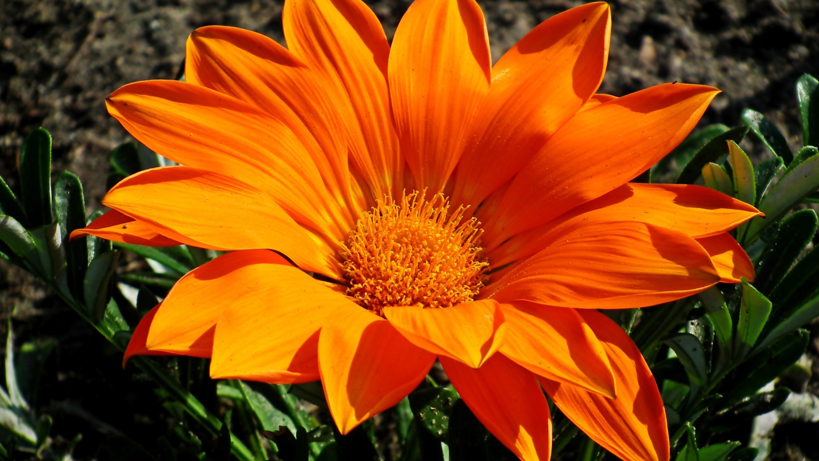 Большая оранжевая газания на клумбе