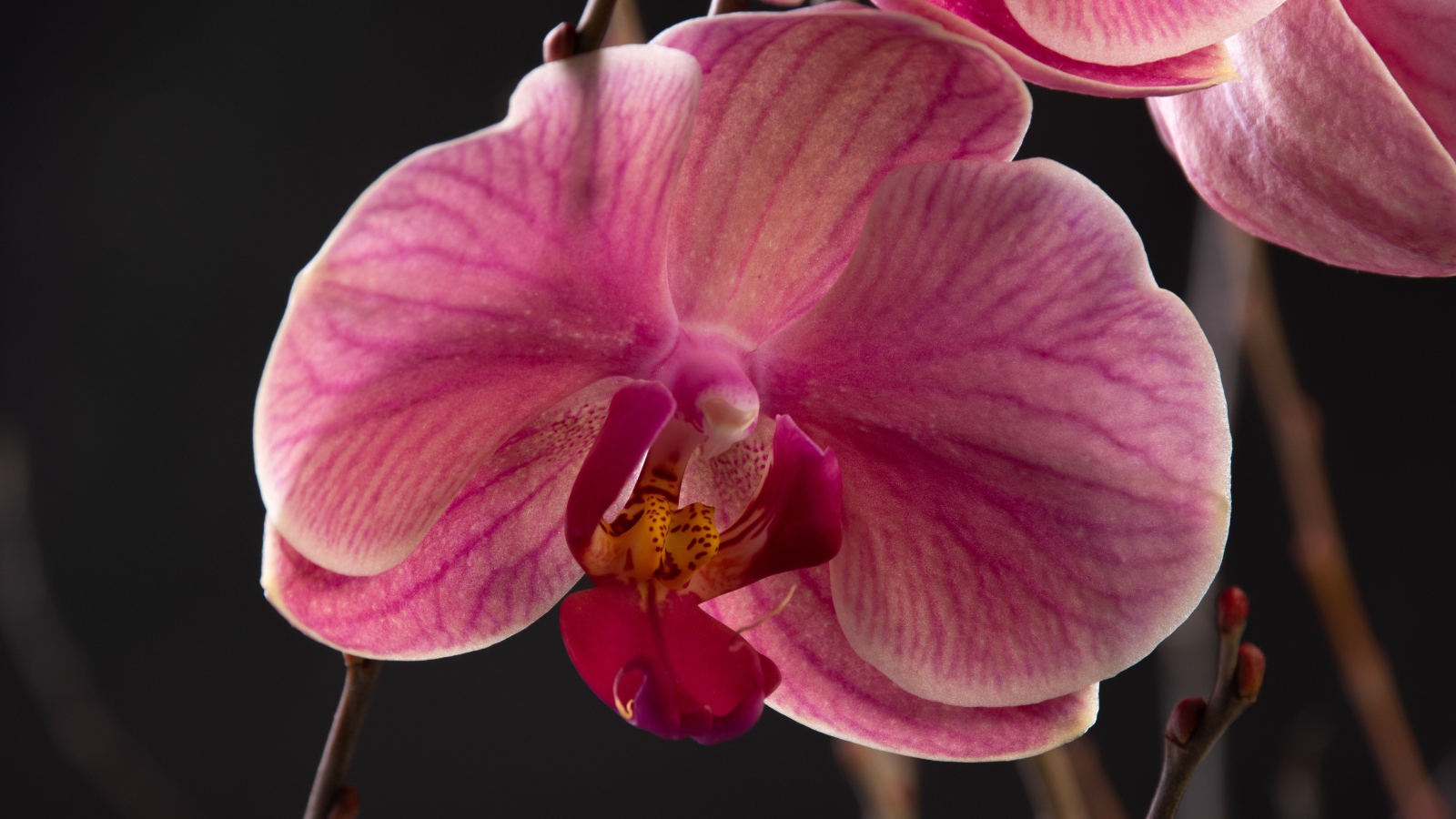 Большой розовый цветок орхидеи крупным планом