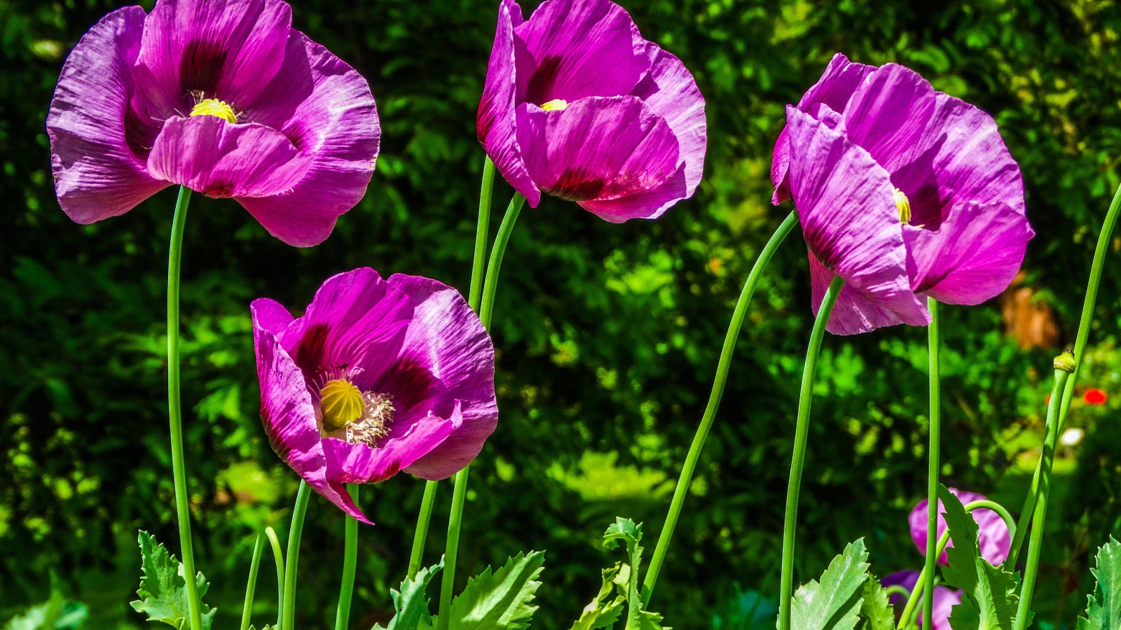 Сиреневые маки на поле в лучах солнца летом
