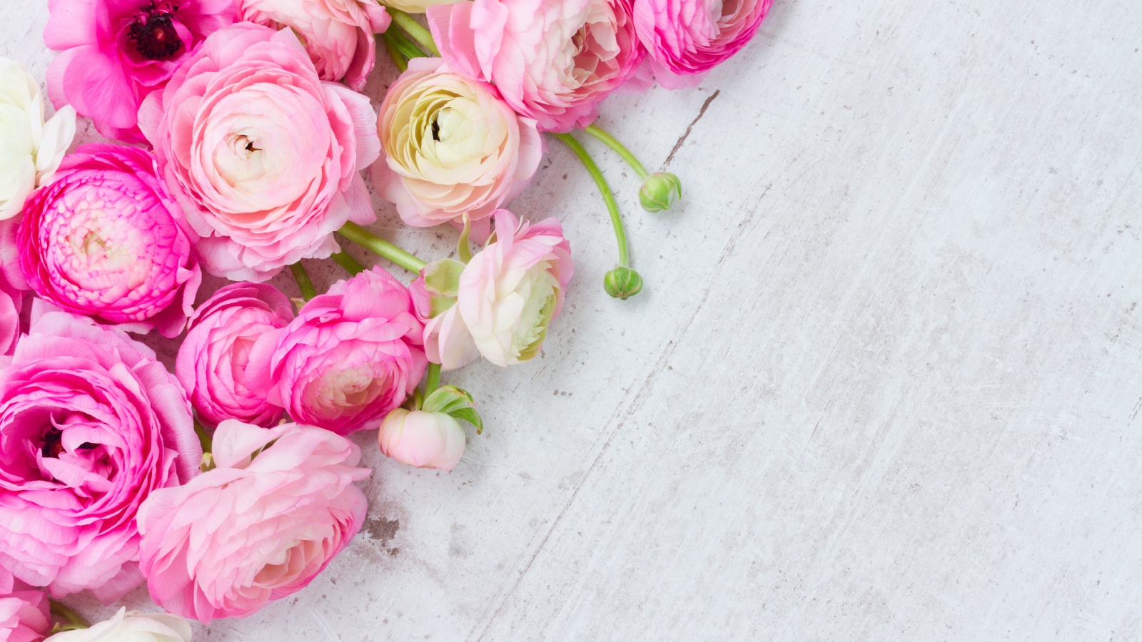 Много розовых лютиков на сером столе