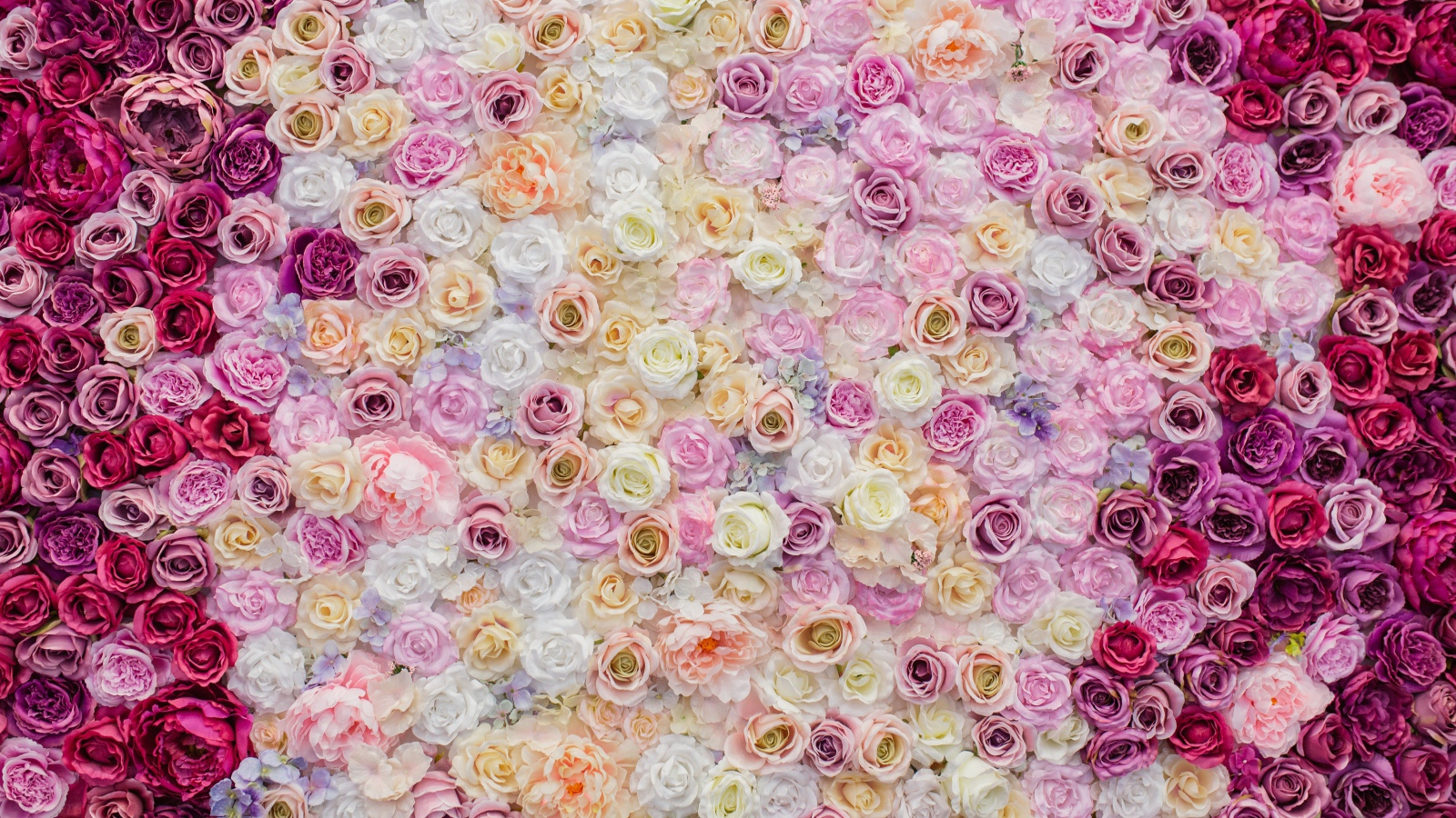 Много красивых разноцветных роз вид сверху