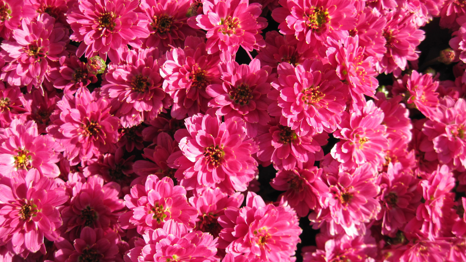 Много красивых нежных розовых хризантем крупным планом