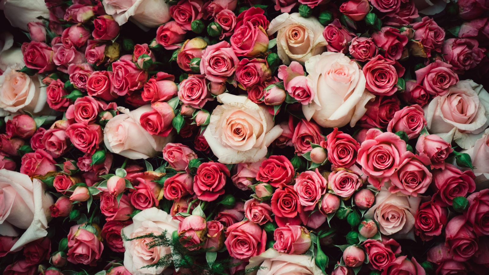 Много разноцветных роз крупным планом