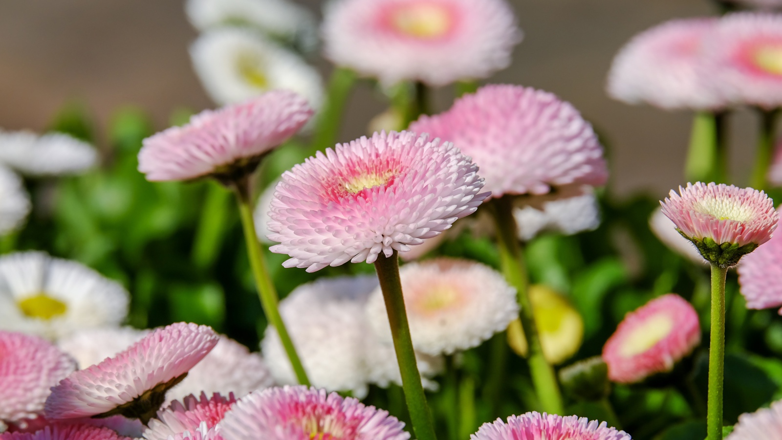 Много розовых маргариток на клумбе