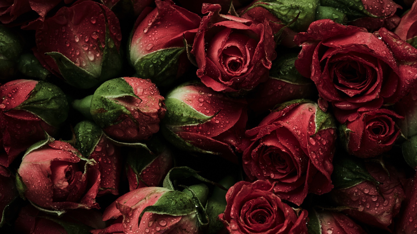 Много розовых роз в каплях воды крупным планом