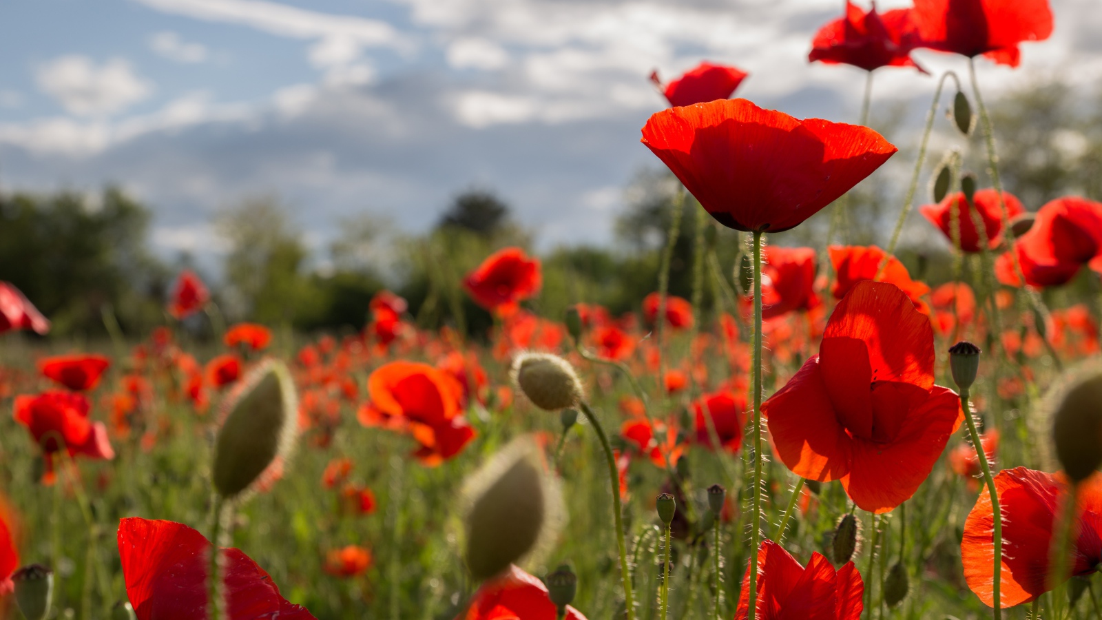 Много красных маков на поле с бутонами