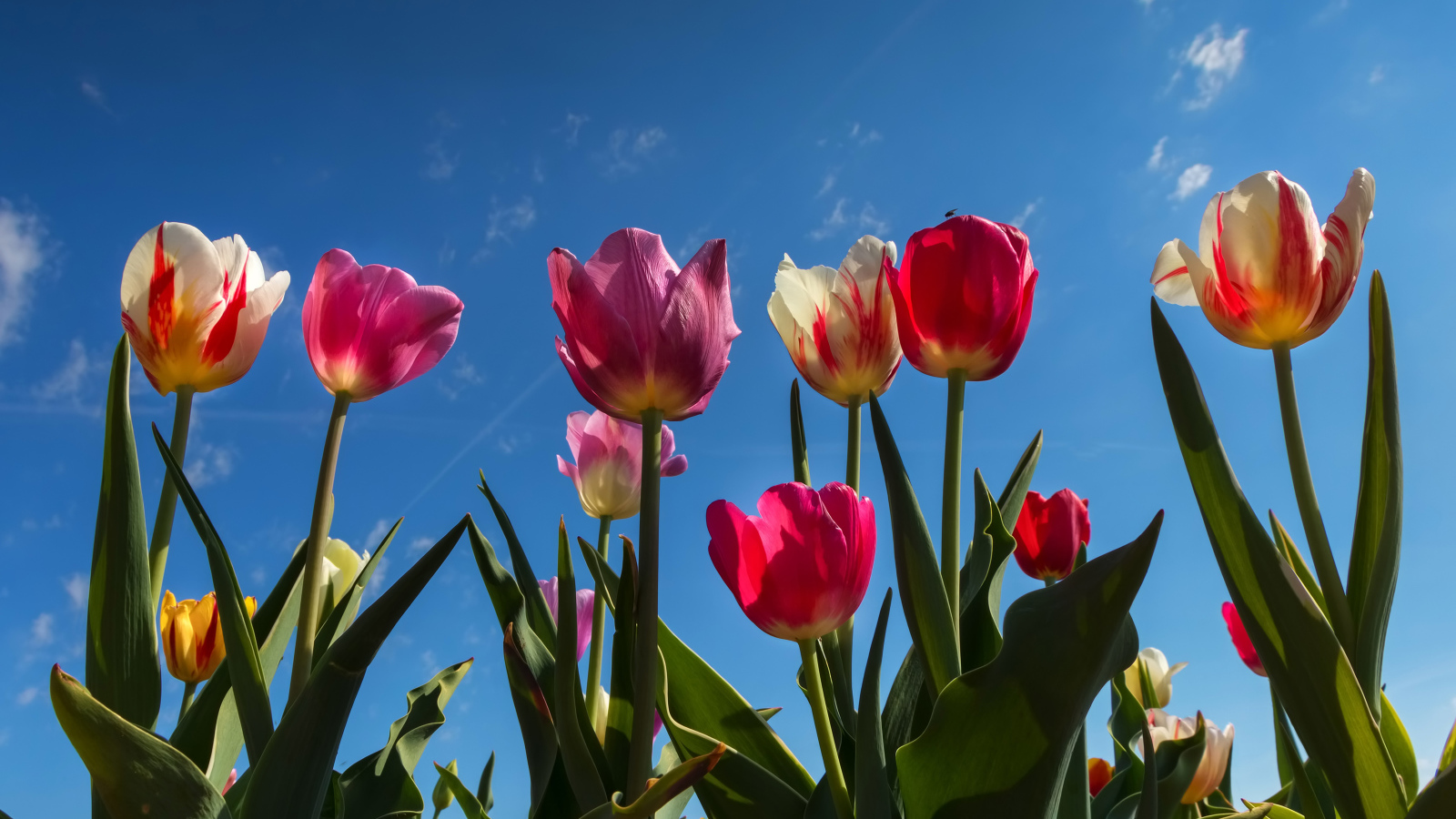 Разноцветные тюльпаны в лучах солнца под голубым небом