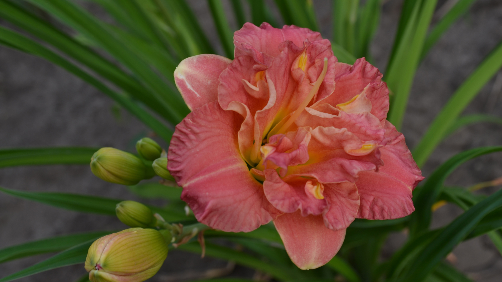 Оранжевая лилия с зелеными листьями и бутонами