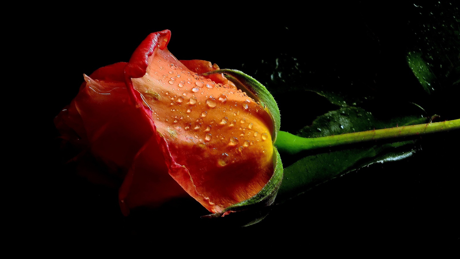 Оранжевая роза в каплях воды на черном фоне