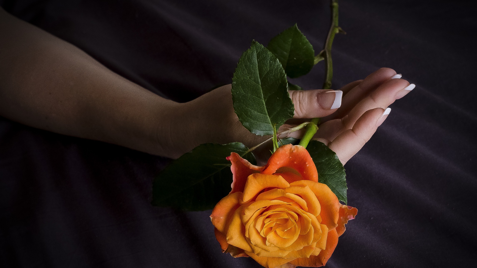 Оранжевая роза в руке у женщины 