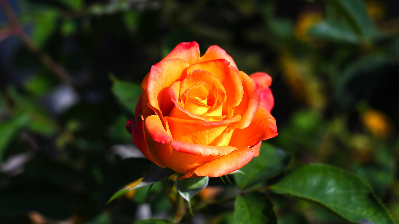 Оранжевая роза с зелеными листьями крупным планом