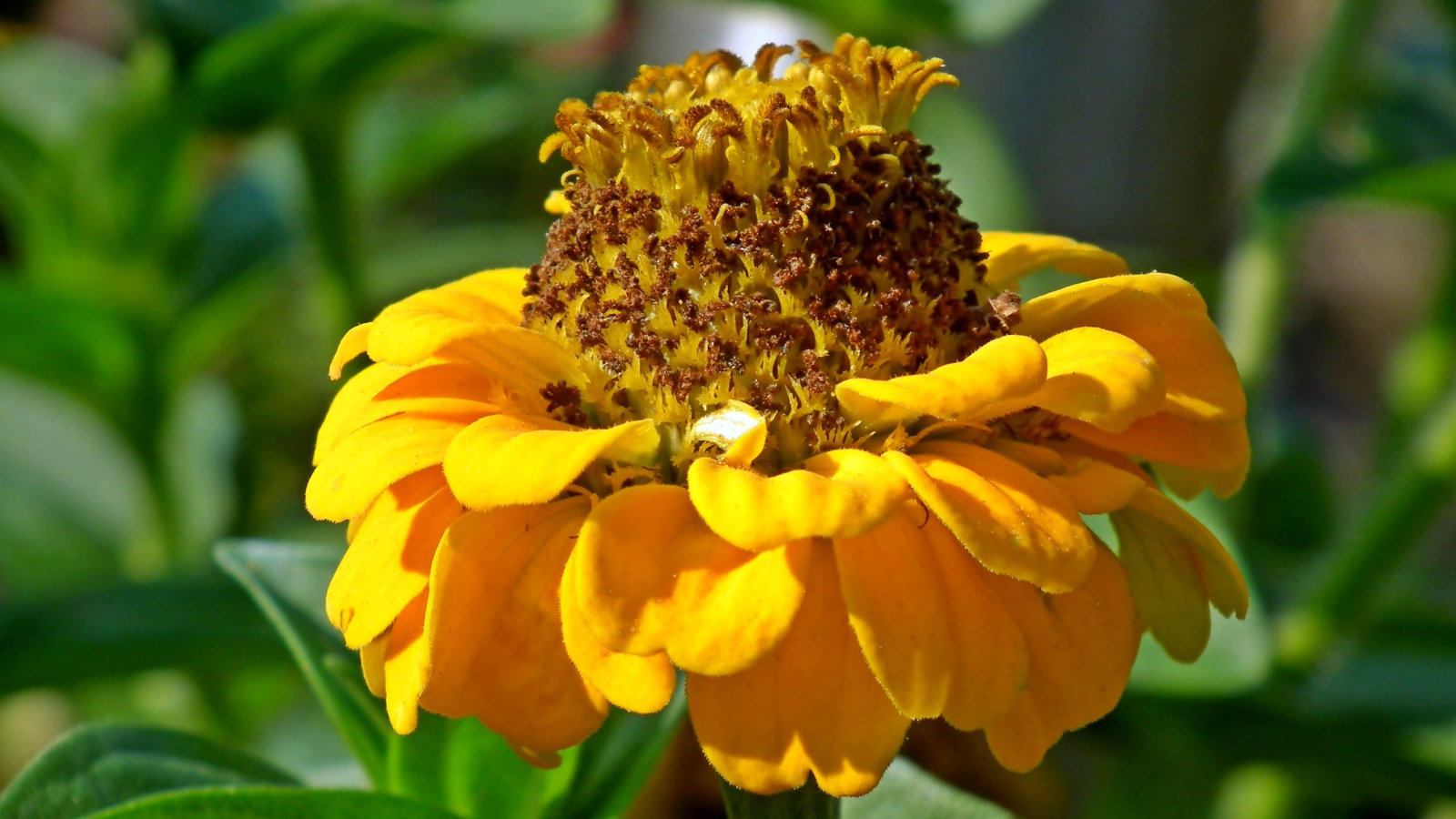 Оранжевый цветок цинии на клумбе