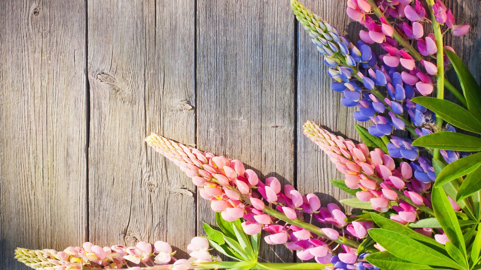 Розовые и синие люпины на деревянном фоне