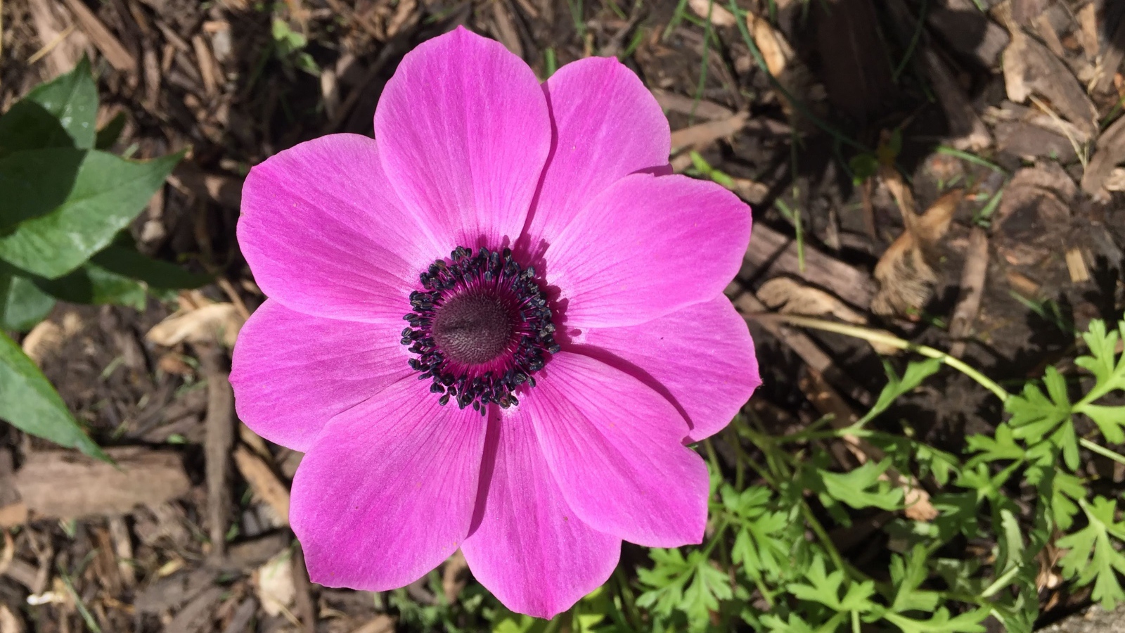 Розовых цветок анемоны на клумбе 