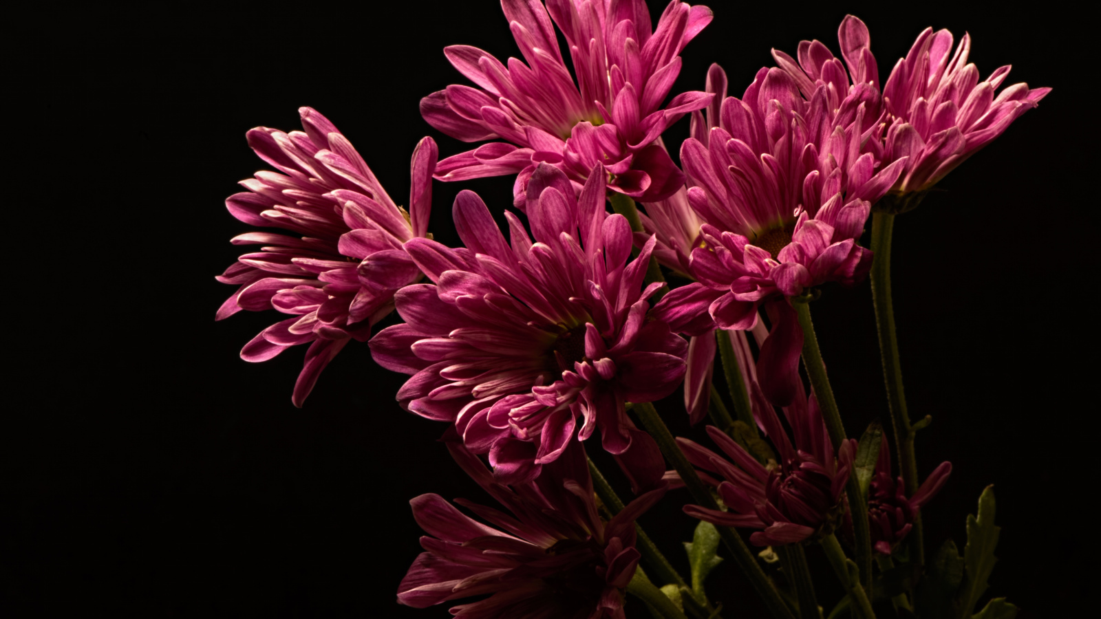 Розовые хризантемы на черном фоне