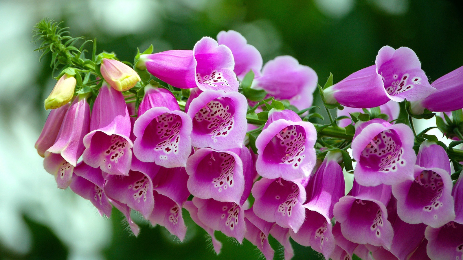 Розовые цветы наперстянка крупным планом