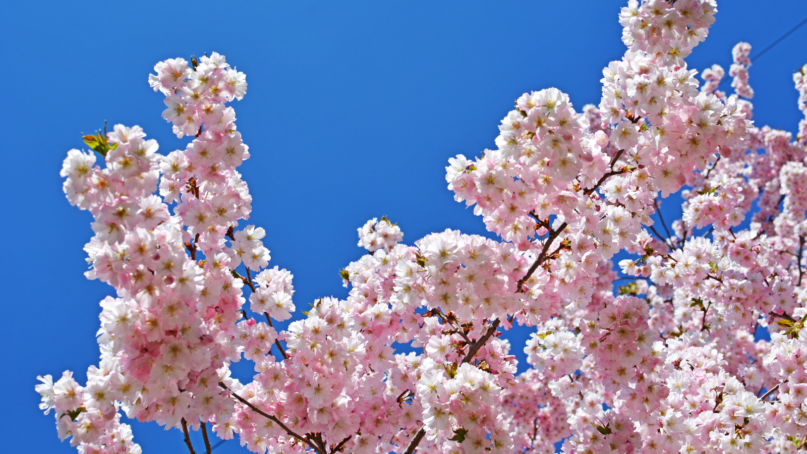 Розовые цветы на ветках дерева на фоне голубого неба весной