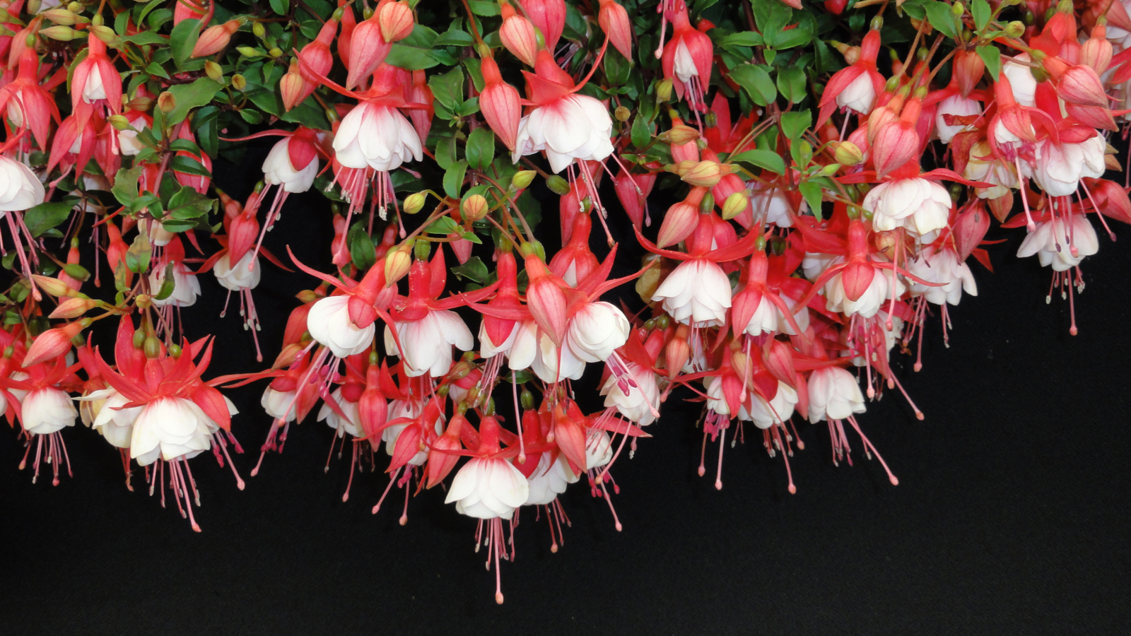 Розовые цветы фуксия на черном фоне