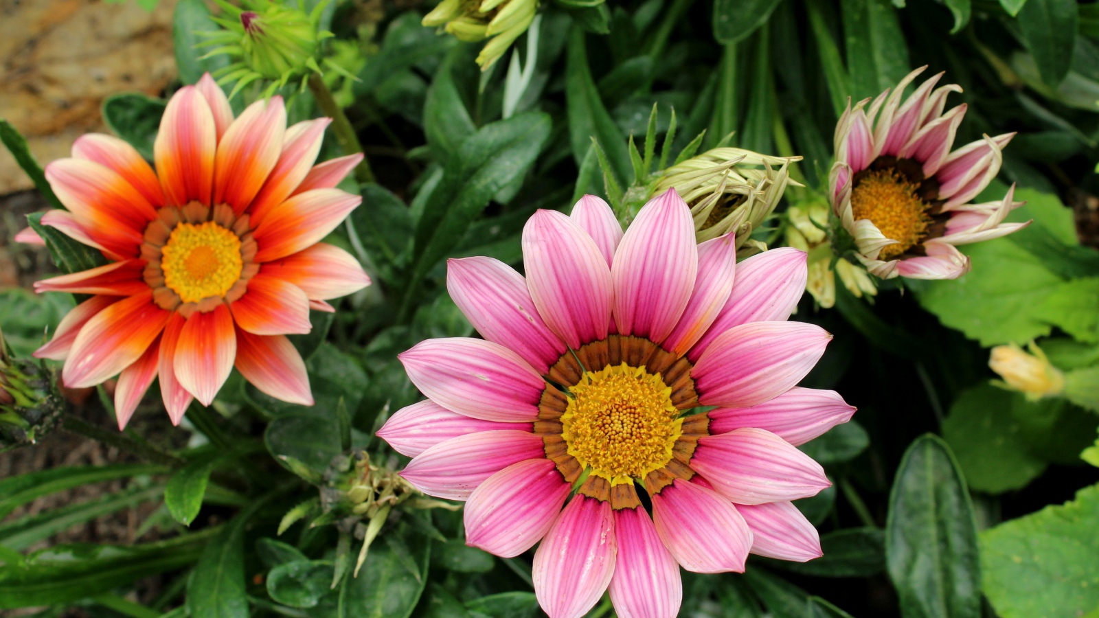 Розовые цветы газания с бутонами на клумбе