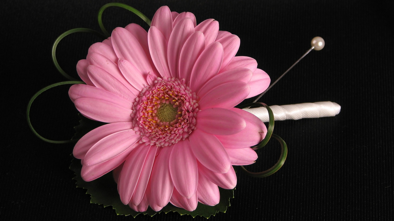 Розовый цветок герберы приколот к черной ткани