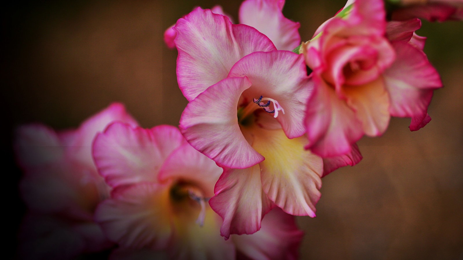 Розовые цветы гладиолуса крупным  планом