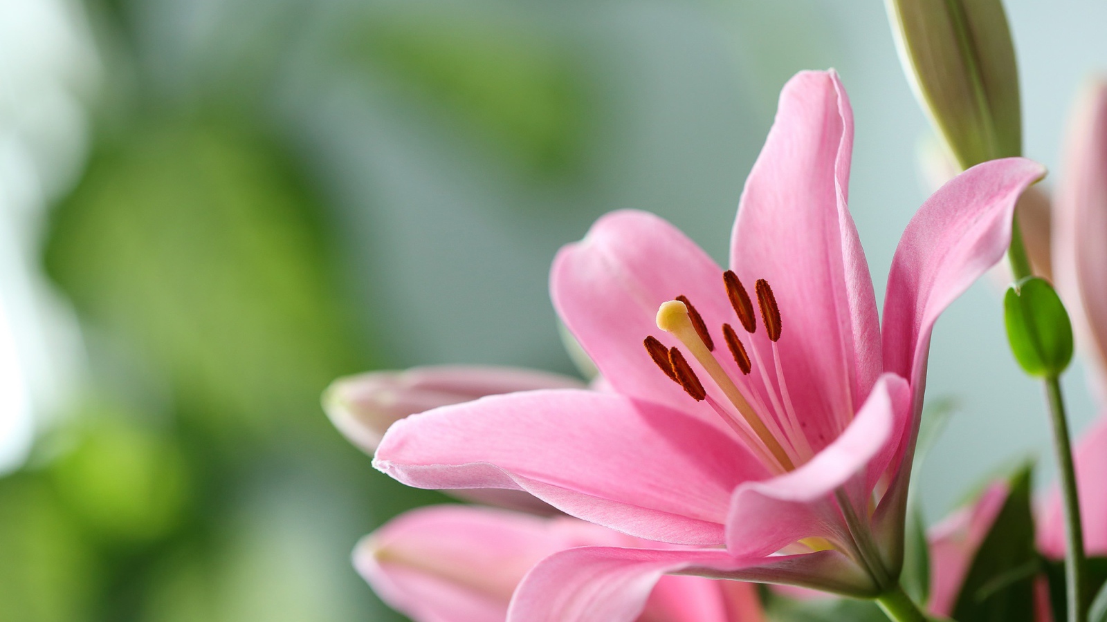 Розовая лилия с бутоном крупным планом