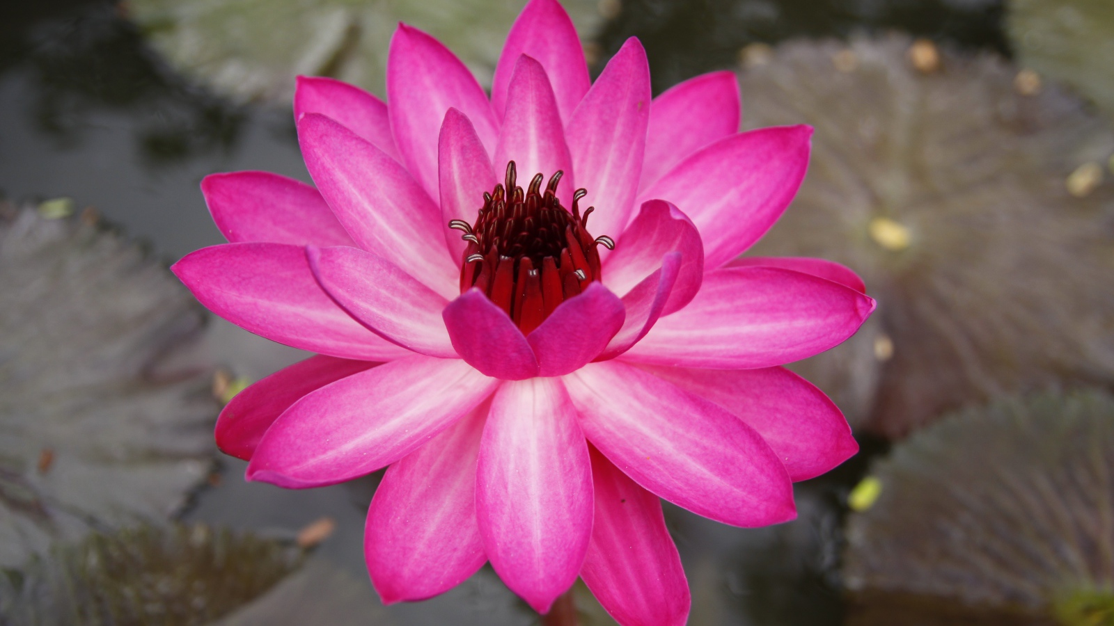 Розовый цветок лотоса с листьями в воде