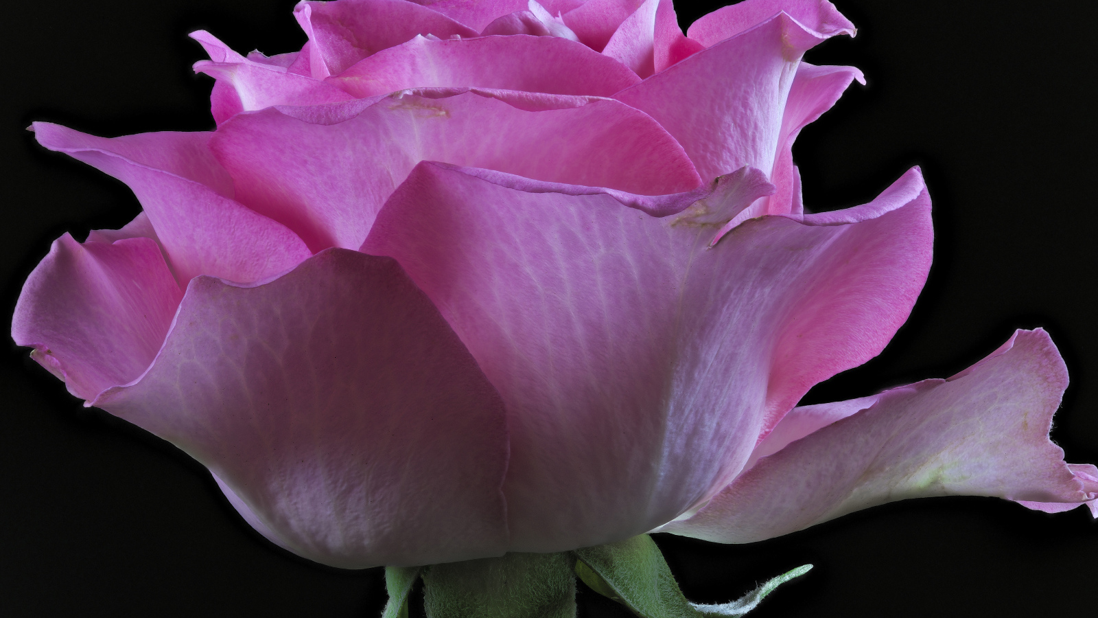 Розовая роза с нежными лепестками на черном фоне