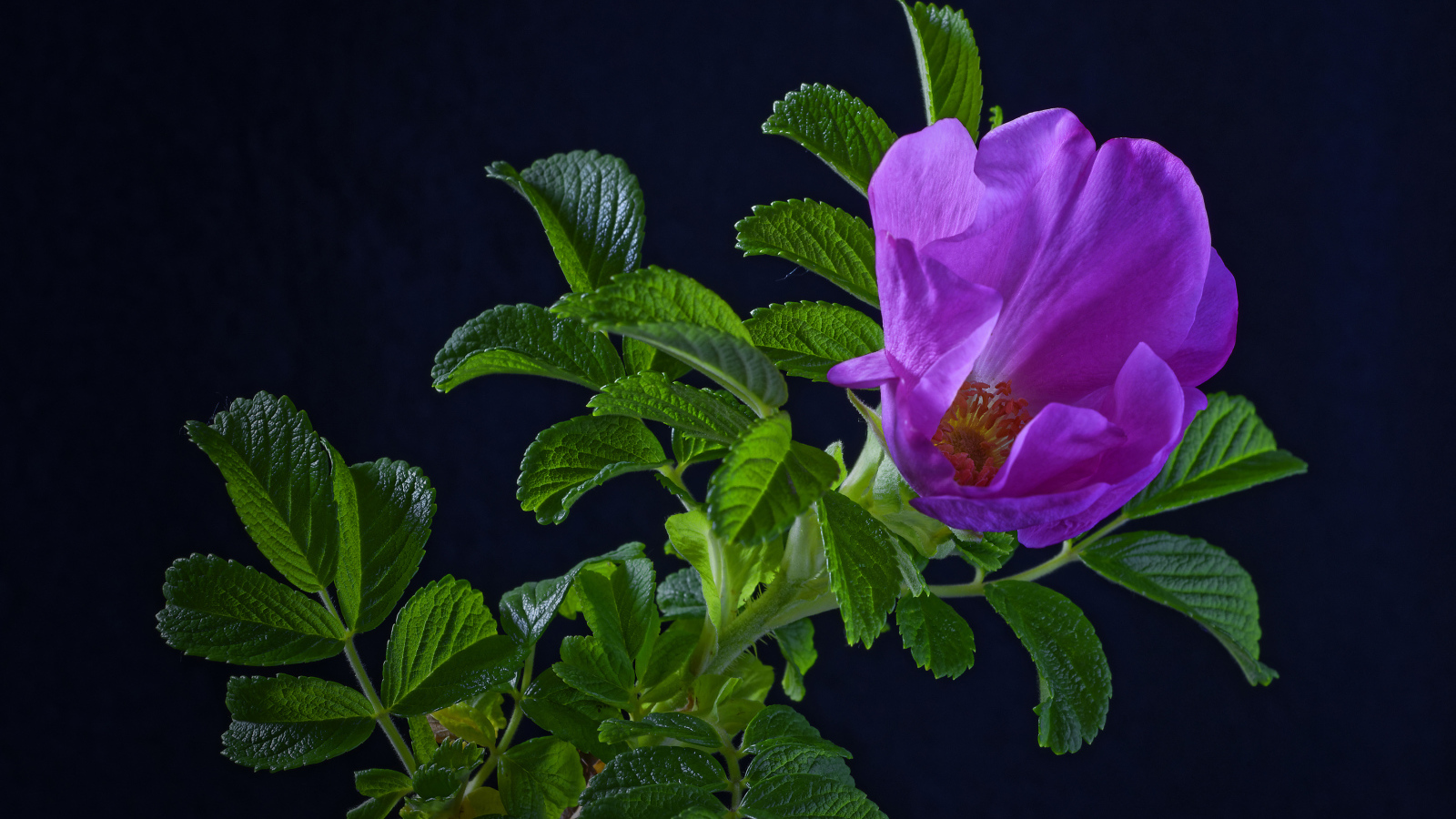 Розовая роза с зелеными листьями на синем фоне