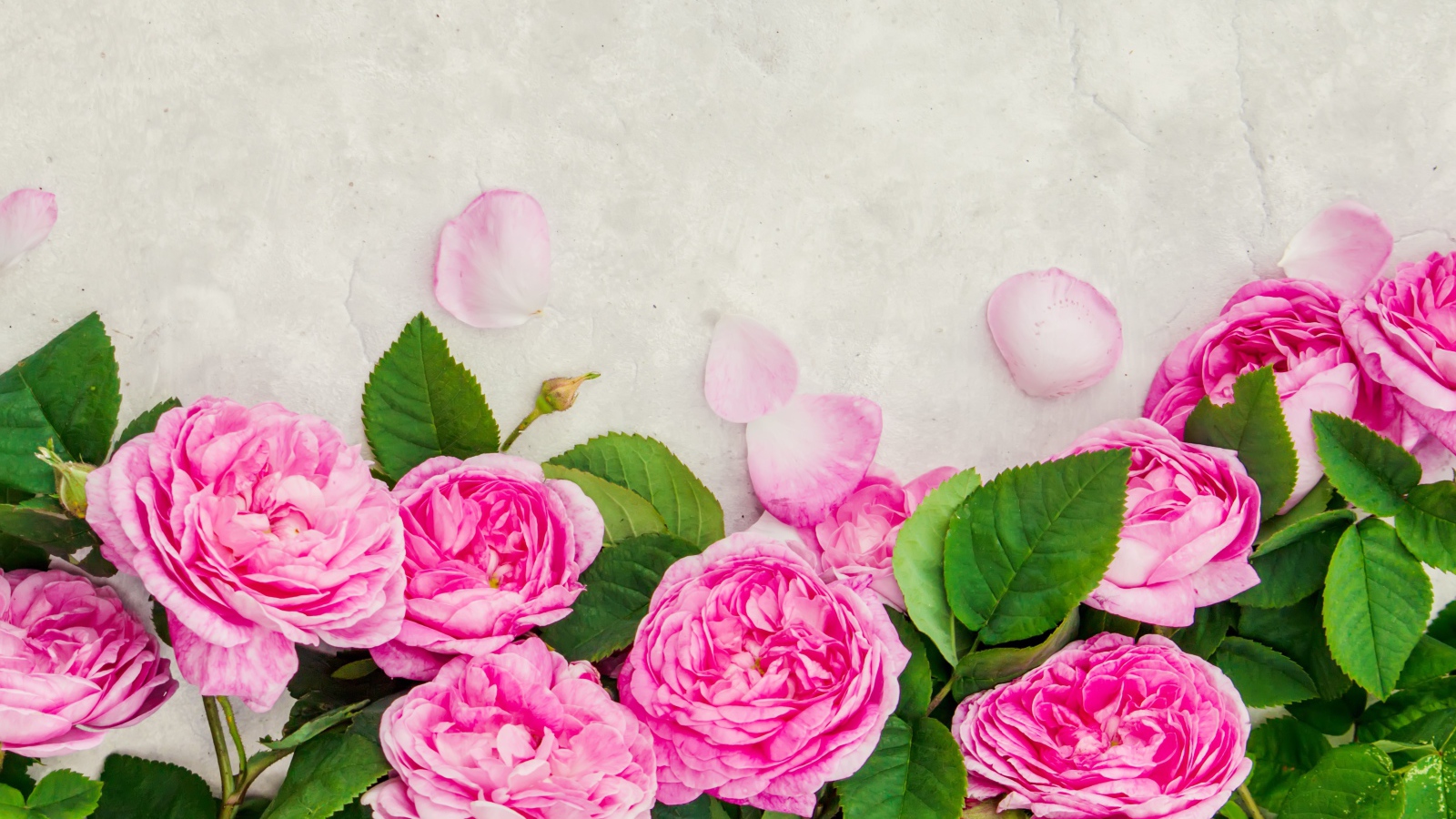 Розовые розы с лепестками на сером фоне