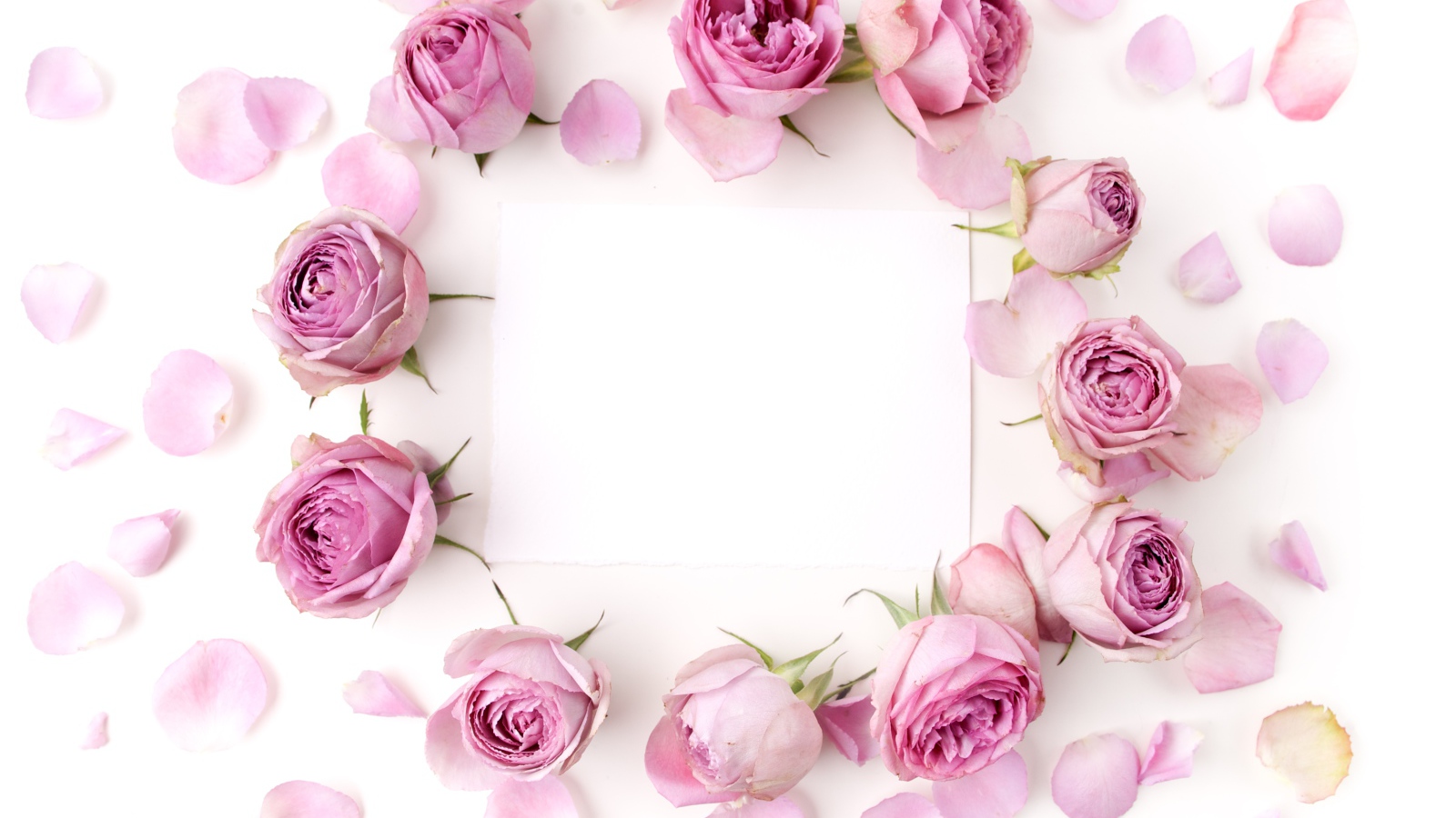 Розовые розы с лепестками на белом фоне с листом бумаги 