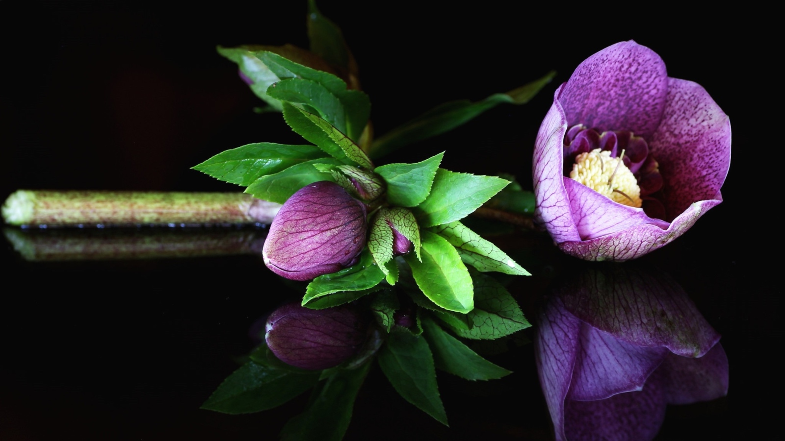 Фиолетовый цветок морозник на черном фоне