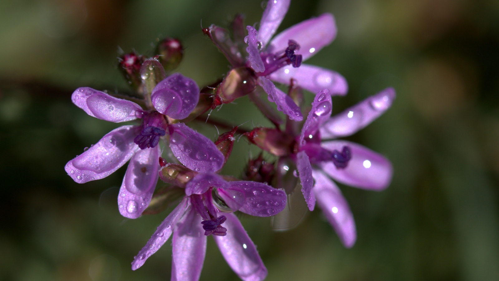 Фиолетовый цветок петрея в каплях росы