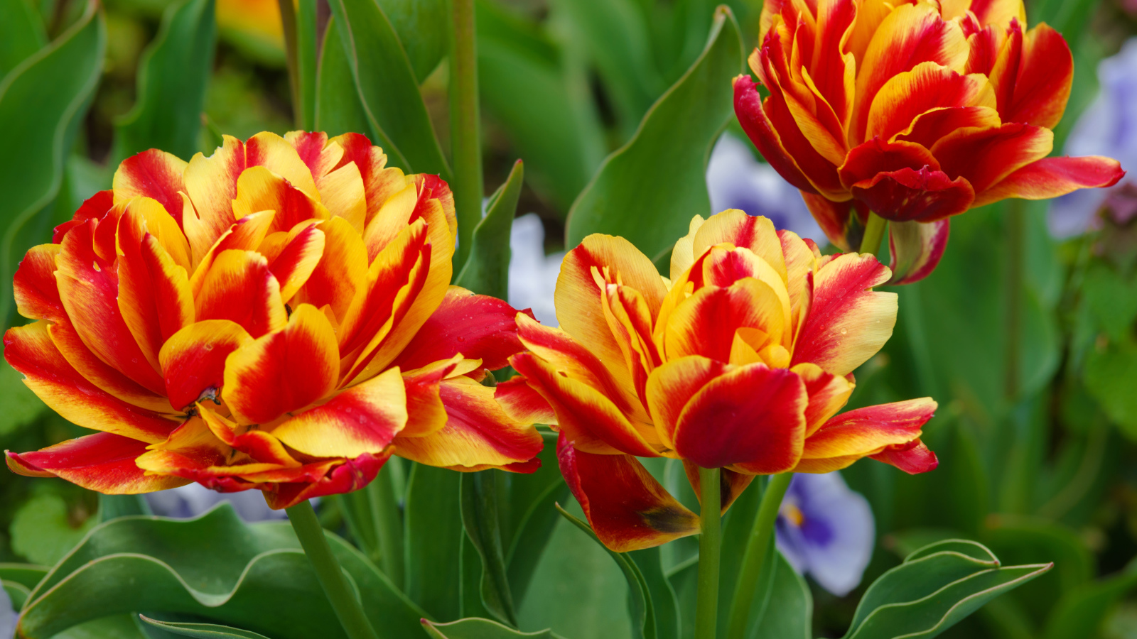 Красные с желтым цветы тюльпаны на клумбе