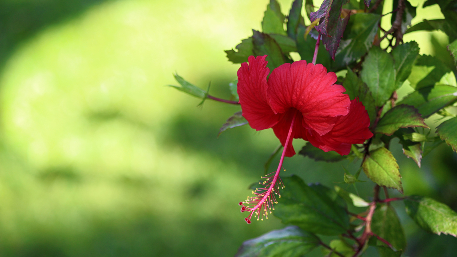 Красный цветок гибискуса с зелеными листьями