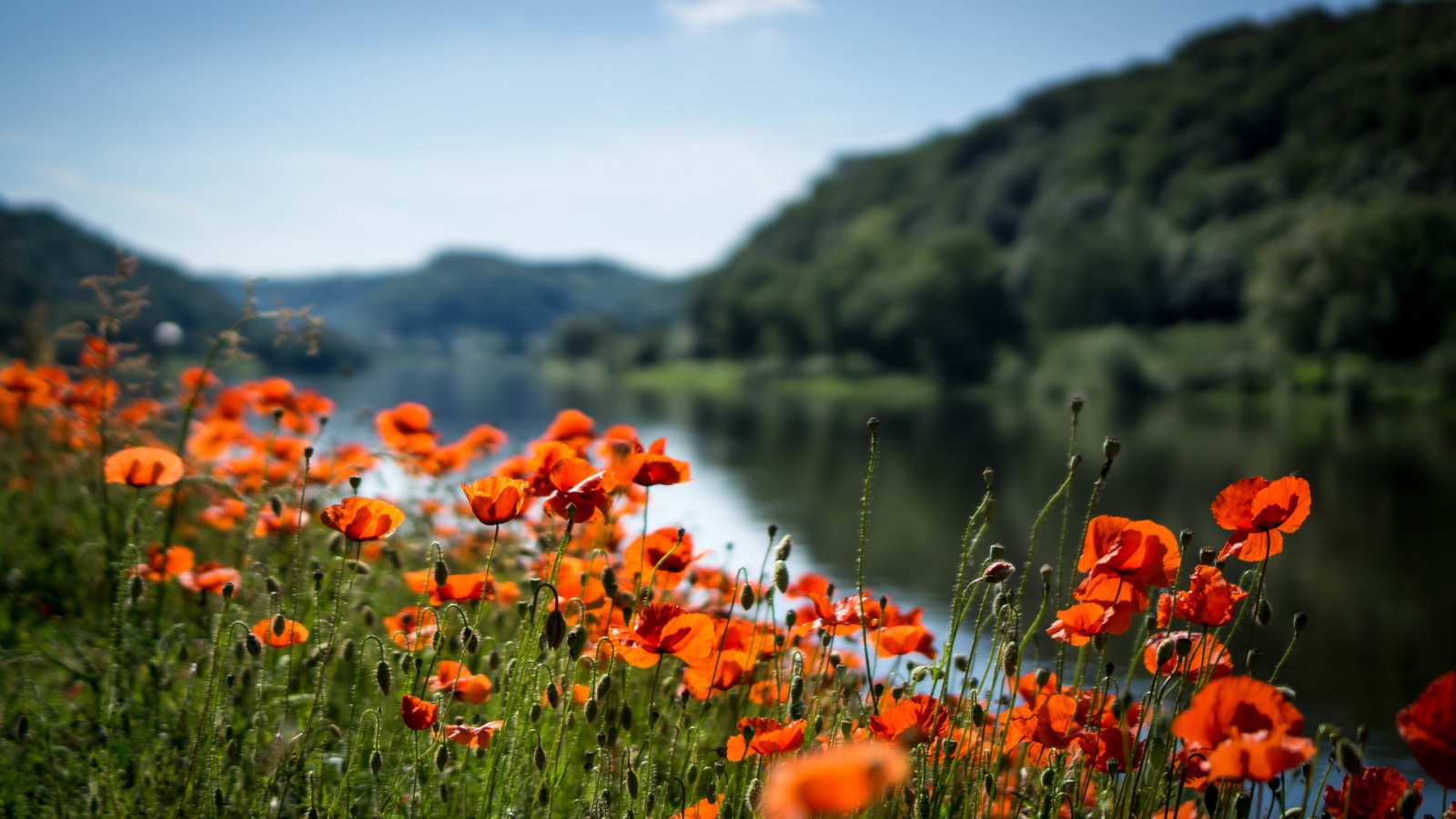 Красные маки в лучах солнца у реки