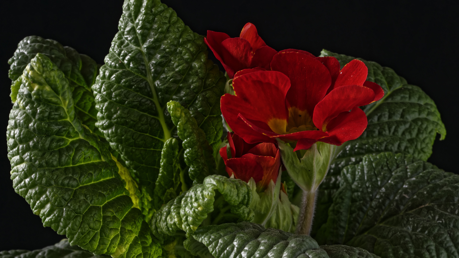 Красный цветок примулы в зеленых листьях на черном фоне