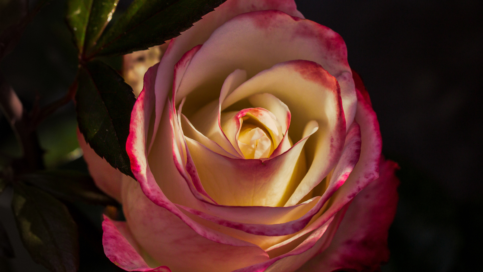 Роза с нежными бело-розовыми лепестками крупным планом