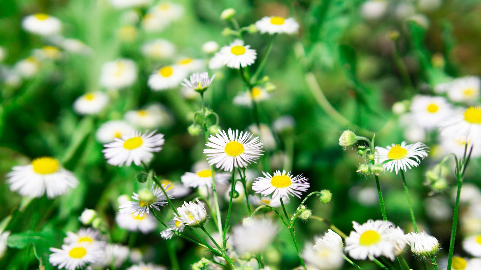 Мелкие белые ромашки крупным планом