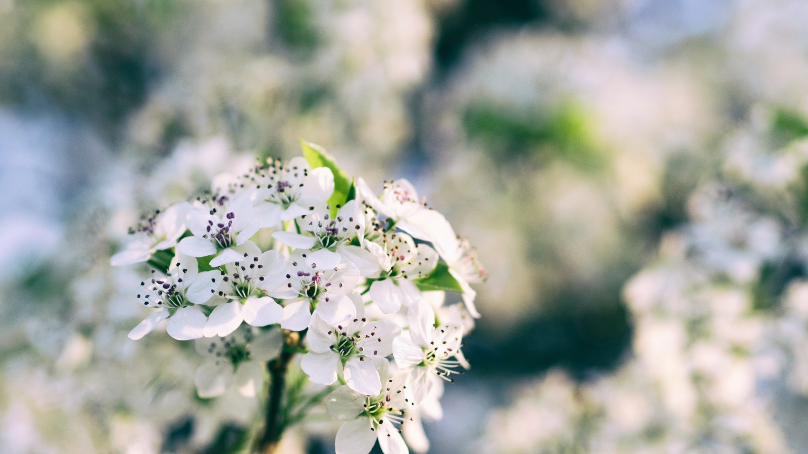 Весенние белые цветы на ветке дерева