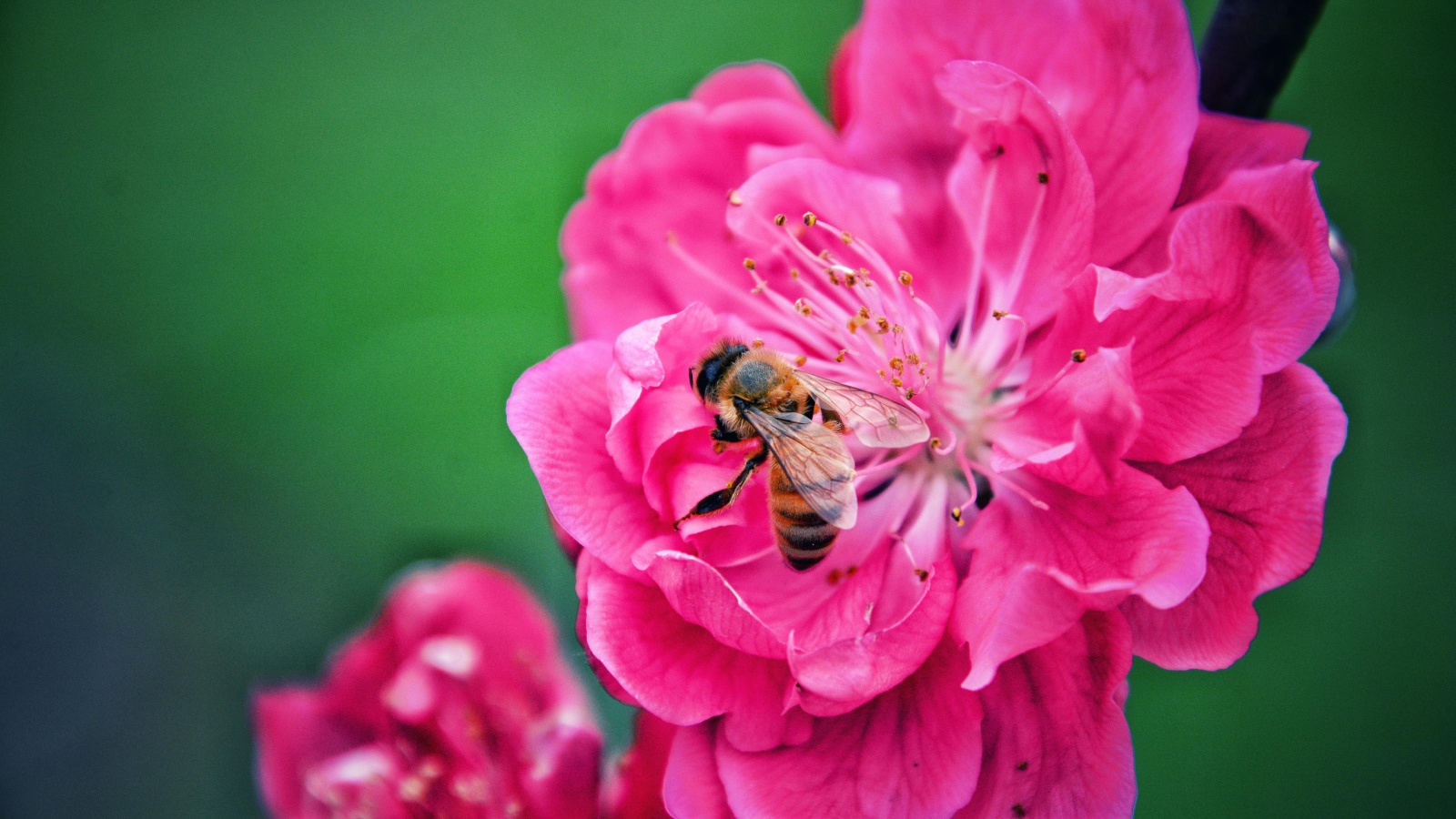 Пчела сидит на розовом цветке на зеленом фоне