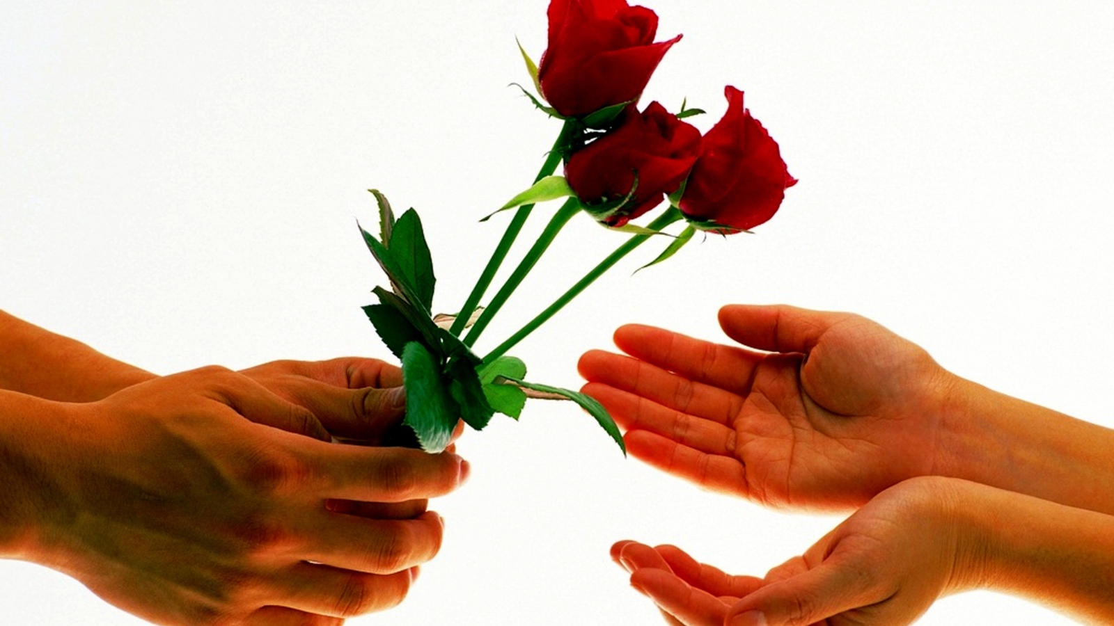 Парень дарит девушке три красных розы на белом фоне