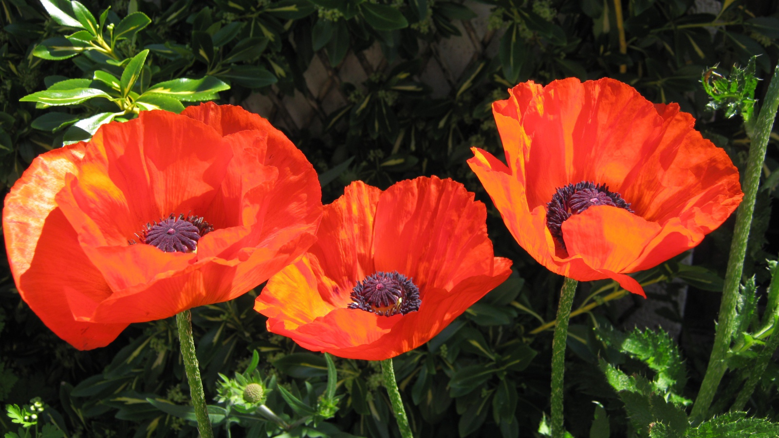 Три красивых красных мака в лучах солнца