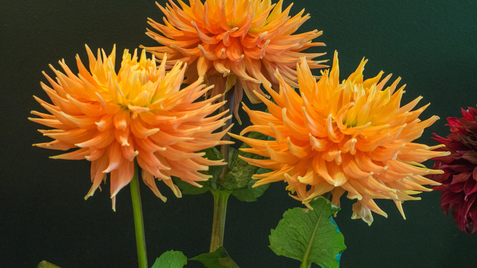 Три оранжевых георгины на фоне стены 