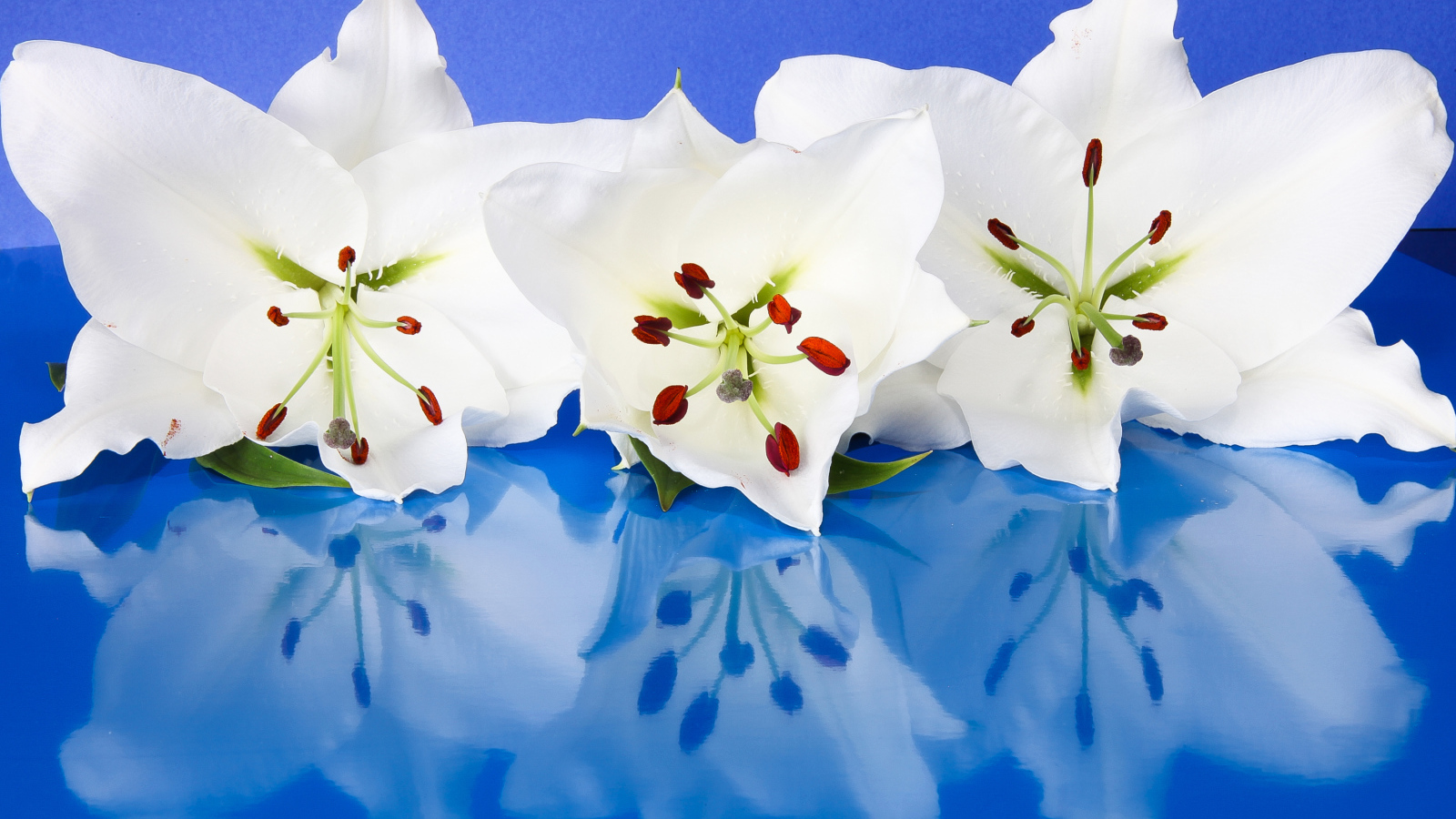 Три белые лилии отражаются в голубой поверхности 