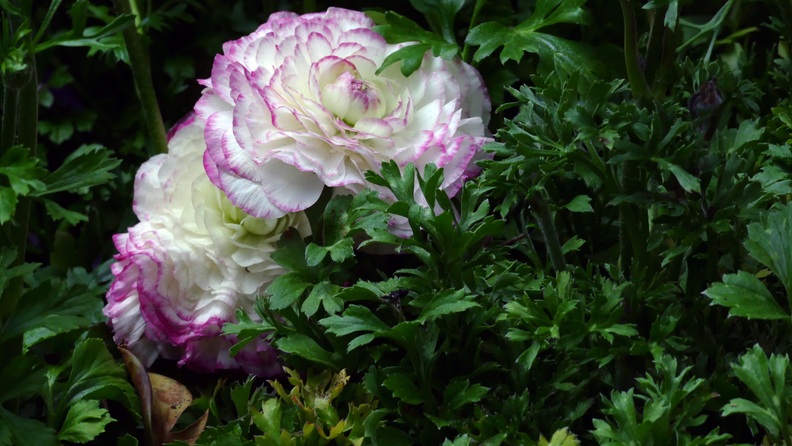 Два красивых цветка лютика в зеленых листьях 