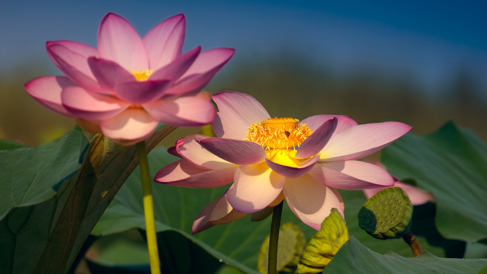 Два красивых нежных цветка лотоса в зеленых листьях